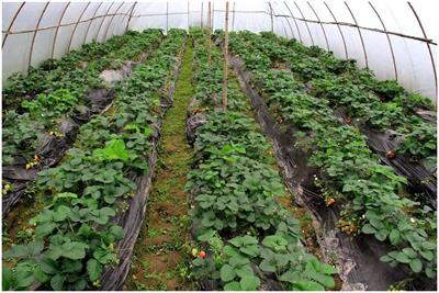 Strategies to enhance greenhouse strawberry yield through honeybee pollination behavior: a simulation study